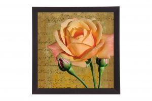 Framed Print - Aromatic rose