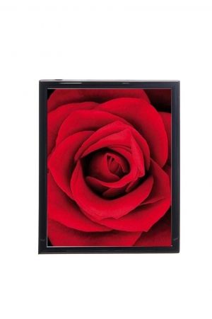 Mylar Framed Print - Red rose