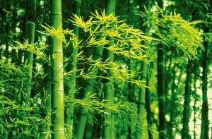 Photowall Bamboo in Spring