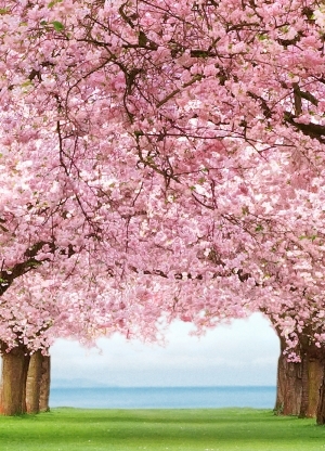Фототапет Cherry Trees