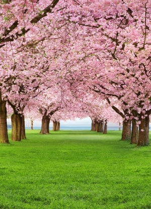 Фототапет Cherry Trees